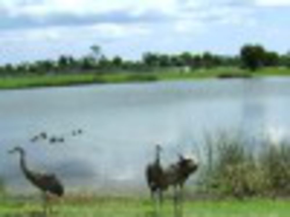 Course photo for Martin County Golf & Country Club - Blue/Gold Course