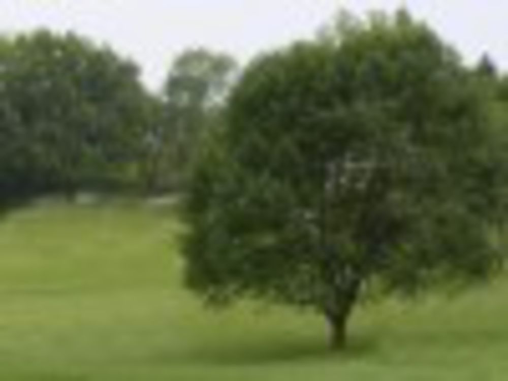 Course photo for Lida Greens Golf Course