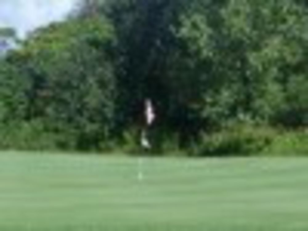 Course photo for Fox Run Golf Course